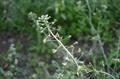 Capsella bursa-pastoris